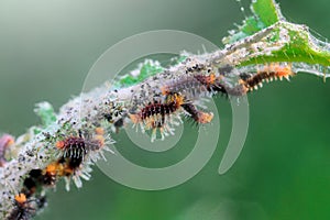 Baby caterpillar leaves on tree branches