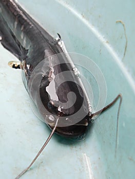 Baby catfish on the hand silurus glanis wels catfish black and white specimen in hand