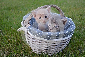 Baby cats on a basket