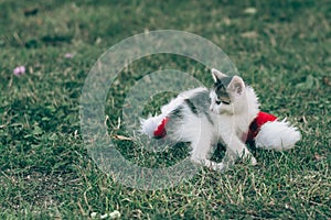 Baby cats having fun together outdoors