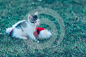 Baby cats having fun together outdoors