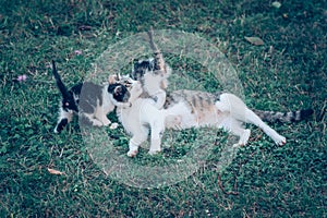 Baby cats having fun together outdoors