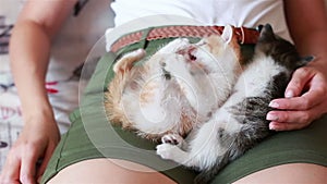 Baby cats laying on back in woman lap. Cute little kittens in grey red and white colors