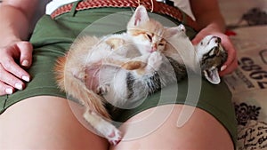 Baby cats laying on back in woman lap. Cute little kittens in grey red and white colors