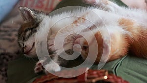 Baby cats laying on back in woman lap. Cute little kittens in grey red and white colors