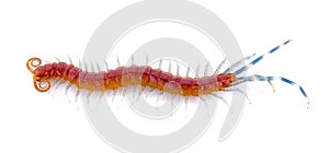 Baby Centipede on white background.