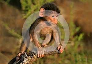 Baby Chacma Baboon photo