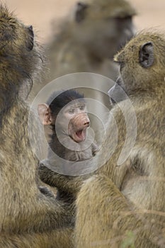 Baby Chacma Baboon chewing on a stick. Botswana