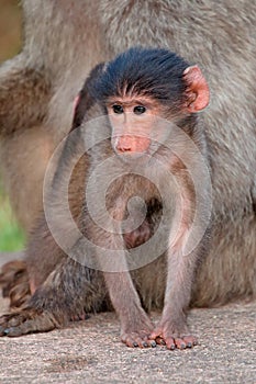 Baby chacma baboon