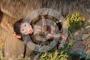 A baby Chacma baboon hanging onto its mother, Kruger National Park, South Africa