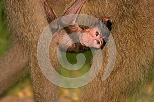 Baby Chacma Baboon, Kruger Park, South Af photo