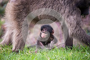 Baby Chacma Baboon with mother