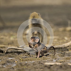 Baby Chacma Baboon (Papio ursinus) in mud