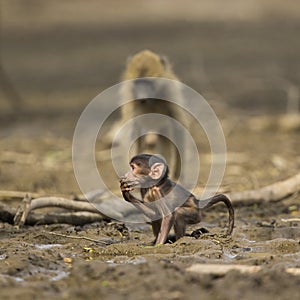 Baby Chacma Baboon (Papio ursinus) in mud photo