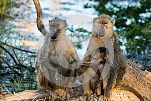 Baby chacma baboon Papio ursinus sits on its mother`s