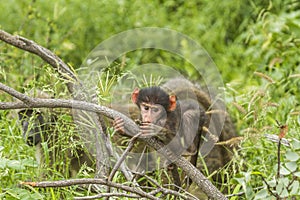 Baby chacma baboon playing in its habitat in Kruger national park