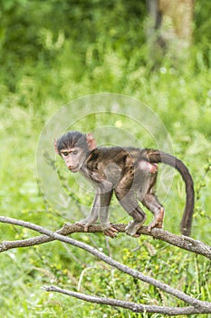Baby chacma baboon playing in its habitat in Kruger national park