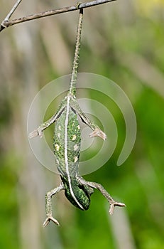 Baby chameleon balancing on a fennel twig