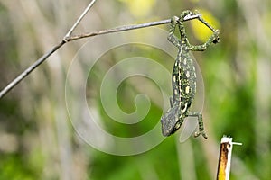 Baby chameleon balancing on a fennel twig