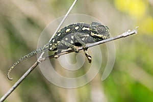 Baby chameleon balancing on a fennel twig