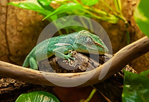 The baby Chameleon or chamaeleon