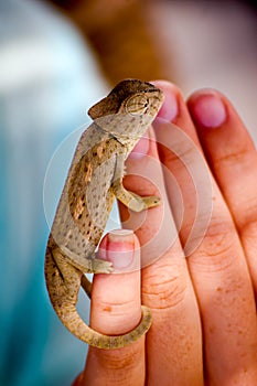 Baby Chameleon on Fingertips photo