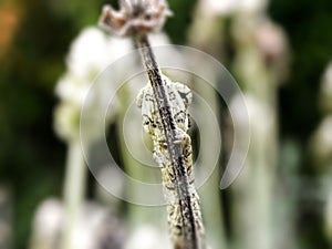 Baby Chameleon on flower stalk