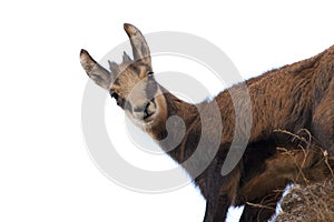 Baby chamois goat isolated on white