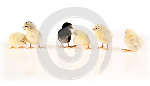 Baby chcikens in row