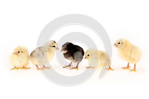 Baby chcikens in row