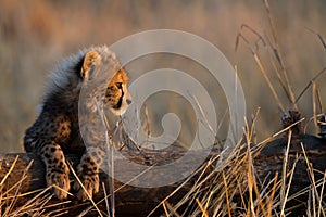 Baby cheetah