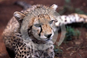 Baby cheetah