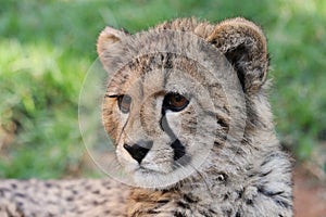 Baby Cheetah Cat