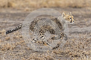 Baby cheetah cub covered in mud running in Ndutu Ngorongoro Tanzania