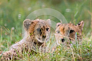 baby cheetah family mother wildlife animal cat