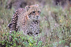 Baby Cheetah in Kruger National Park