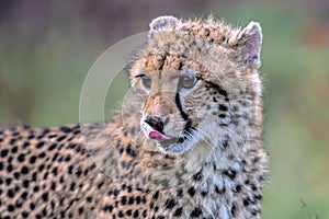 Baby Cheetah in Kruger National Park