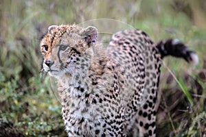 Baby Cheetah in Kruger National Park