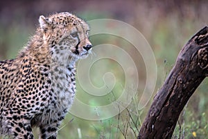 Baby Cheetah in Kruger National Park