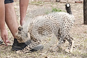 Baby cheetah playing with zookeeper