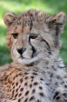 Baby Cheetah Portrait