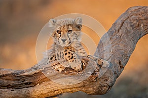 Baby Cheetah portrait in golden light in Kruger Park South Africa