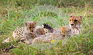 baby cheetahs mother wildlife nature cat cute