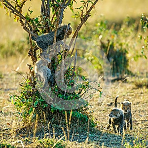 Baby Cheetahs playing on small tree branches in Masai Mara National Reserve