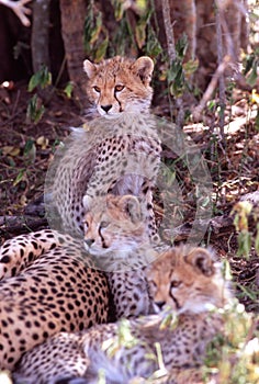 Baby cheetahs, Serengeti Plain, Tanzania photo