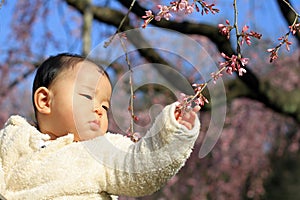 Baby and cherry blossoms