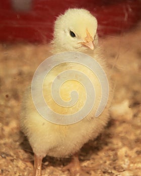 Baby Chick