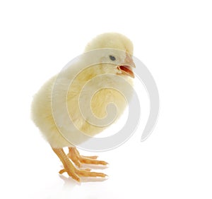 Baby chick photo