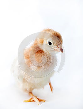 Baby Chick