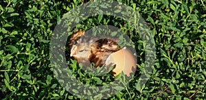 Baby chick with broken eggshell and egg in the green grass